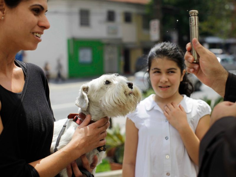 Será que os animais também podem acessar o céu depois que morrem?