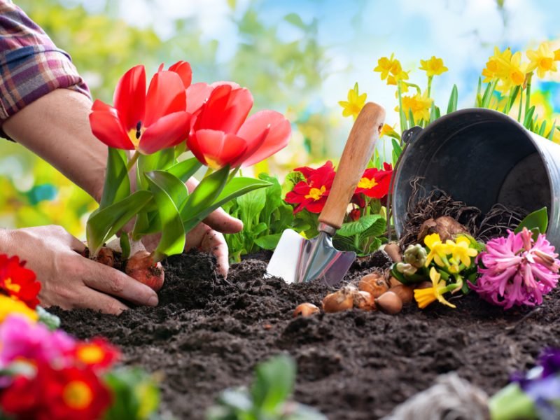 A importância de cuidar de nossos jardins: carreira!