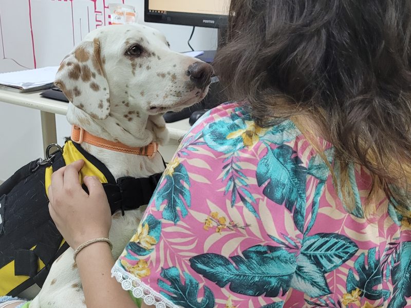 Cães ajudam crianças vítimas de violência como assistentes judiciários