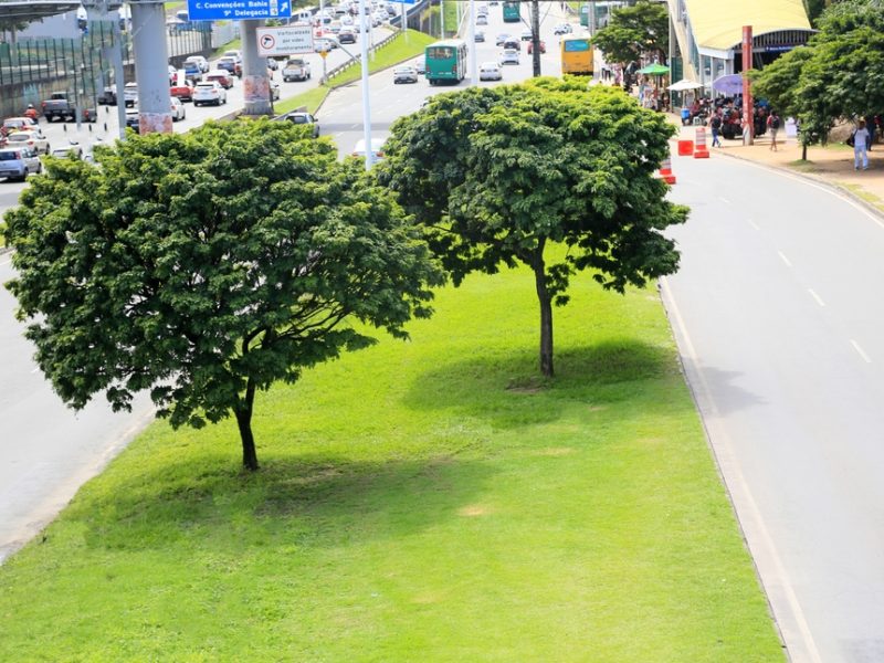 No Dia da Árvore, saiba mais sobre a que dá nome ao Brasil