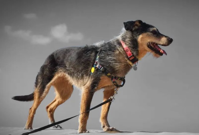 A morte da cachorra Estopinha e o luto de quem perde um pet​